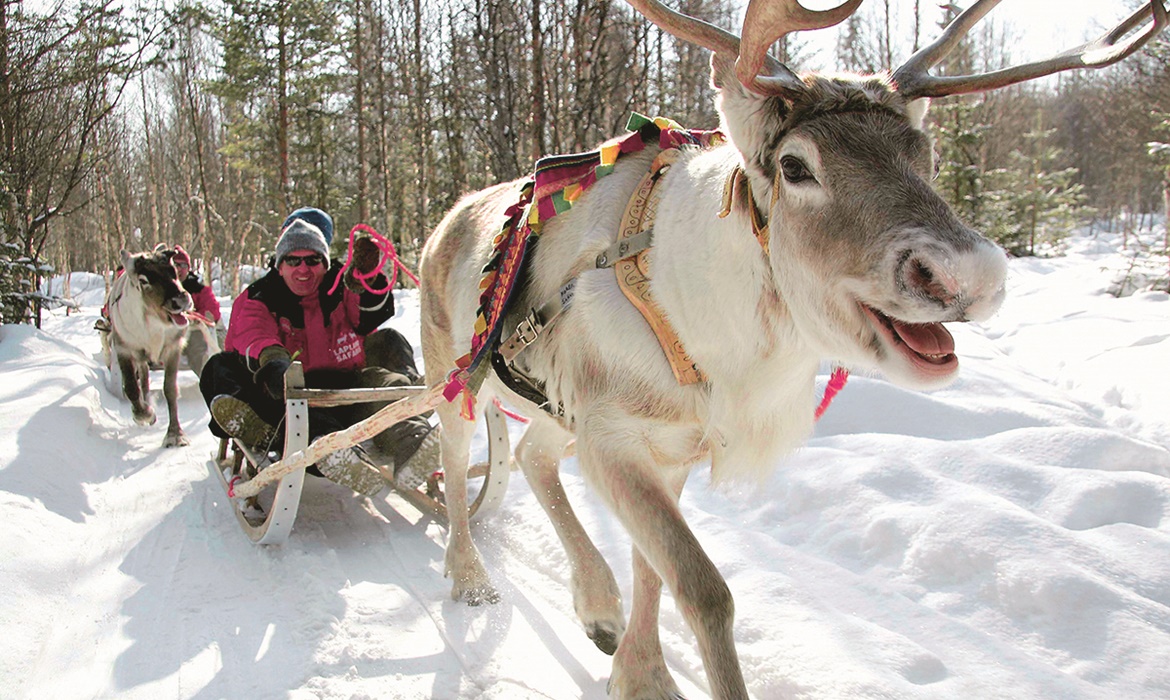 Reindeer and Husky Experience with Sunway