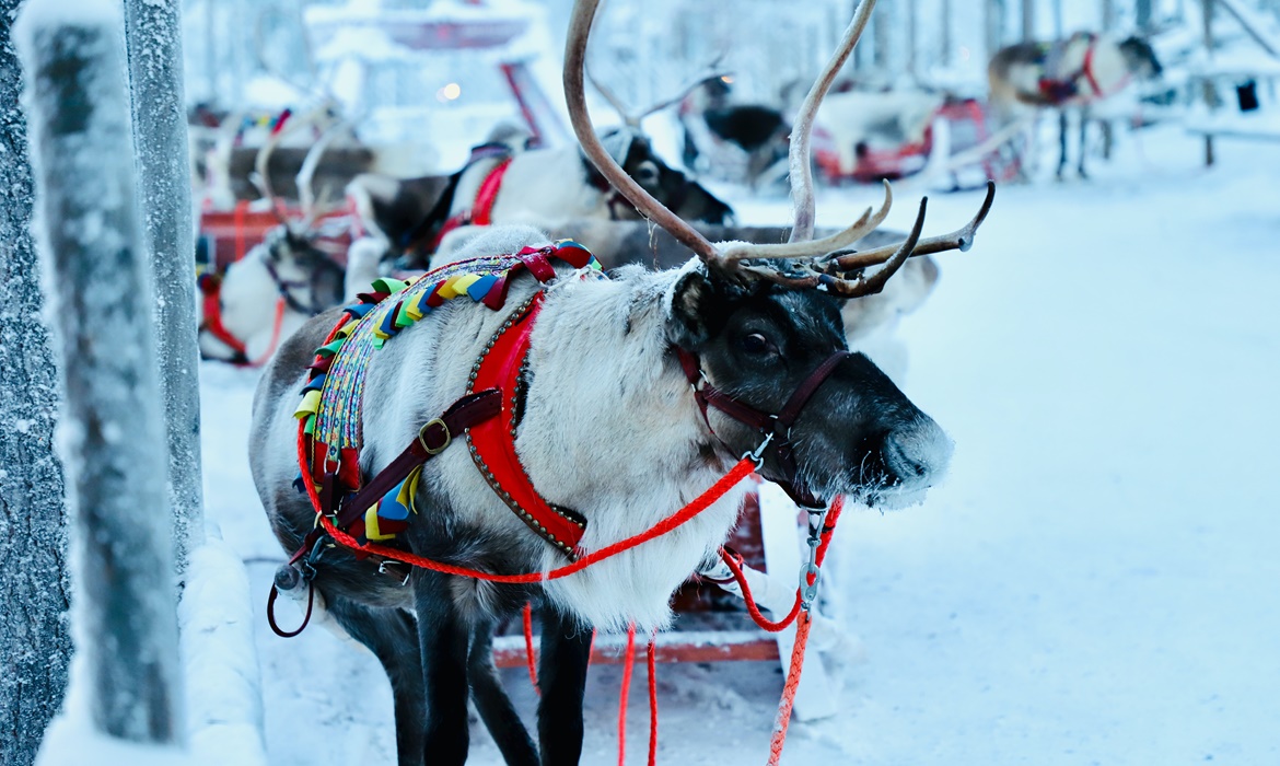 Reindeer Safari - Afternoon with Sunway