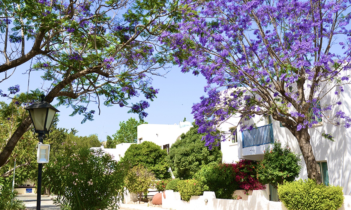All Inclusive Sun Holidays to Paphos Gardens Holiday Resort