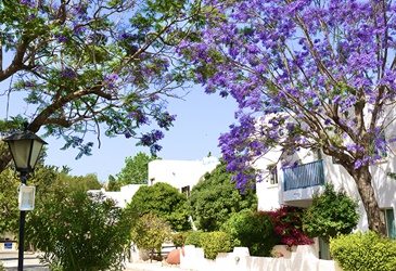 All Inclusive Sun Holidays to Paphos Gardens Holiday Resort